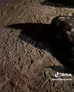 Yall, we have very unfortunate news 🥺💔 I wish we had better news. But Pesto went downhill quick last night. And very unfortunately, she did not make it. We took her in to the emergency vet last night, and she passed during her checkup 💔🥺 It seems that something must have ruptured during the birth of the baby and we had no idea. So, we now have a sweet orphaned little baby donkey 🥺❤️ We aren't sure if the baby was early or not. Pesto seemed to not have much milk in her bag either, so we aren