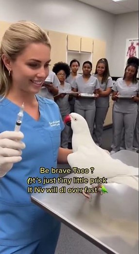 tiny little prick 😄😄 #talkingbird #talkingparrot #funnybirds #funnypetvideos