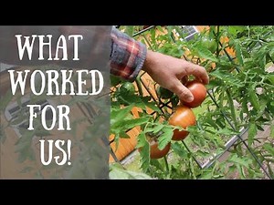 How to save your Tomatoes from Blossom End Rot