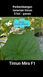 Perkembangan tanaman timun dari tanam sampai panen (timun mira) #mentimun #timun #timunmira #petanitimun | Belajar Berkebun