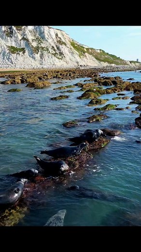 A short video of Beachy Head seals 🦭 #beachyhead #wildlife #whitecliffs #lighthouse #seals #sussex #eastbourne | TK photography