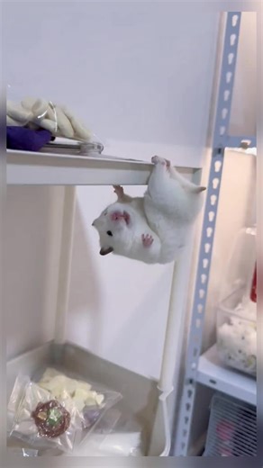 Adorable Hamster Videos for Pet Lovers