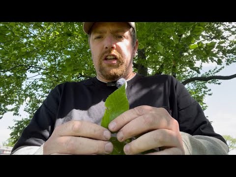 Black Birch Identification (Betula lenta)