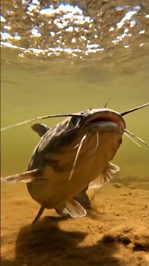 🎣🤯 Bream Beware! The ULTIMATE Bite-Proof Rig REVEALED! 🔥🤫