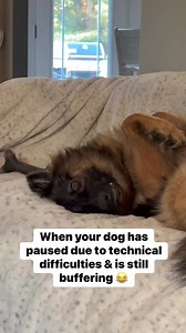 Buffering #funny #dog #floofinators | Sadie the sable shepherd
