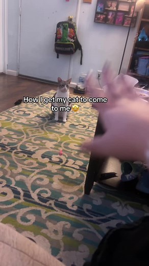 Training My Cat with Sign Language Commands