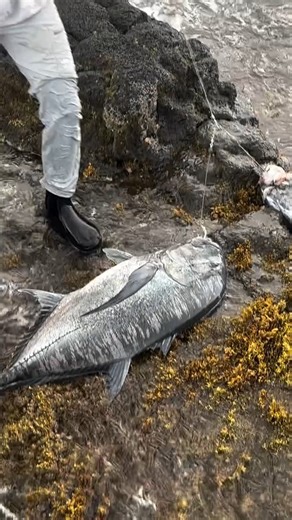 Two-for-one giant trevallies from shore on Hawaii's Big Island during the first hour of a tournament? Impressive rod, reel, and foot work here, all around, @bradah_bo! #gianttrevally #fishing #ulua #hawaii | Anglers Journal