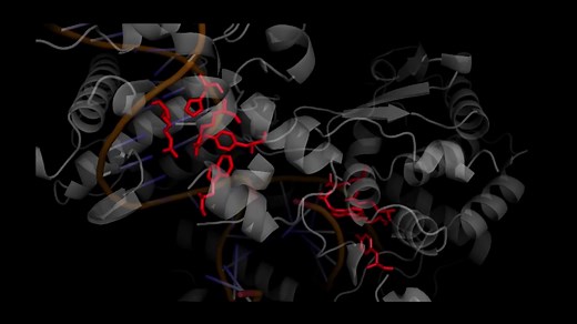 Cre-LoxP Recombination 通俗易懂基因打靶原理简介