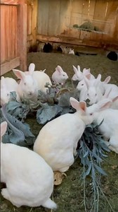 The rabbit video | follow us on the Manti homestead to see how we set up our ultimate colony!