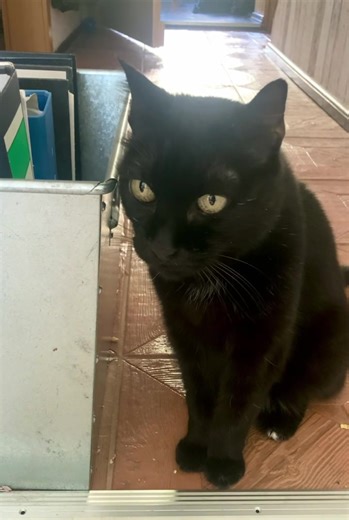 Guten Tag, mein Name ist Java und bin eine Erfolgsgeschichte. Also finde ich, denn ich wurde adoptiert. Ist doch ein Erfolg für mich, oder ? Meine Untertänigste spricht eher von Pflegestellenversagen. Mit dem Platz hier habe ich aber auch einen Job von meinem Vorgänger Bowie übernommen, nämlich euch Menschen über alles zu berichten, und Befeh….Ratschläge im Umgang mit Katzen zu erteilen. Ich fang gleich mal an. ES GIBT KEIN”ZUVIEL BREKKIES” - was soll denn jetzt der entsetzte Blick meiner Untert