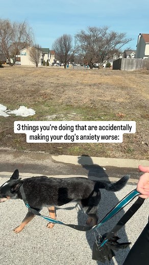 You’re trying so hard to help your dog. But these common mistakes might be keeping them stuck: 1. Flooding them with “exposure” Taking your reactive dog to busy places hoping they’ll “get used to it”? That’s not desensitization. That’s overwhelming their nervous system. You’re filling the bucket faster than they can empty it. 2. Only training when they’re already triggered If you’re only working on reactivity IN THE MOMENT your dog is losing it, you’re teaching them to practice being reactive. Y