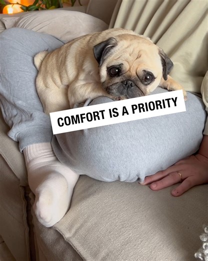 32K views · 1.3K reactions | Food always comes first! 殺 藍 | Puggy Smalls | Facebook