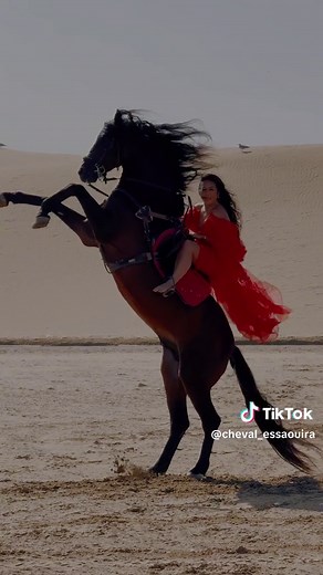 Stallion Rearing Competition - Balios vs. Sultán