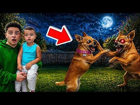 MY DOG VS HER EVIL TWIN…