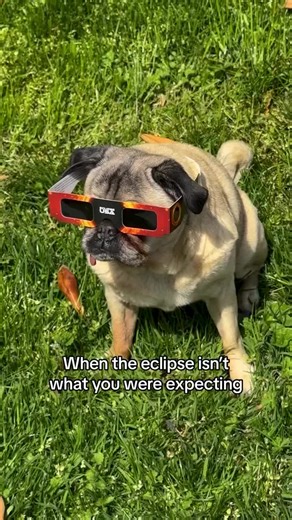 “It’s a total pugclipse” #pug #pugs #dogs #pugloversclub #puglover Credit: 📷📸 👑Doug the Pug