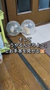 【ハムスター】ボール初挑戦のうーちゃん🐹#shorts #ハムスター