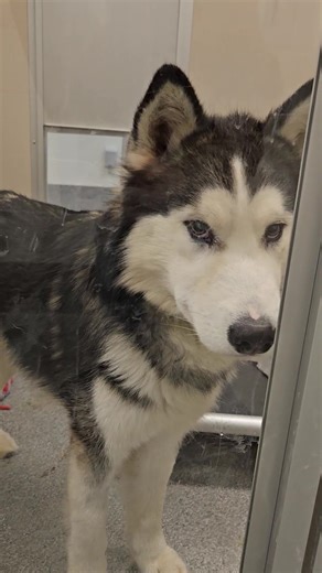 24K views · 655 reactions | We've got some cute new arrivals settling in here at Seattle Humane. Check out these adoptable angels from Yakima Humane Society in Dorm 1. | Seattle Humane | Facebook