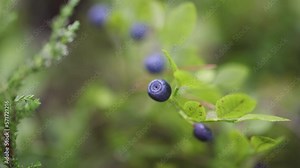 Process of collecting, harvesting and picking berries in the forest of Scandinavia, harvested berries, girl picking blueberry, bilberry, cranberry, strawberry lingonberry, cloudberry, and others