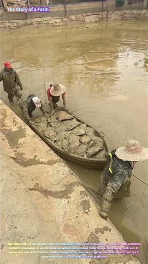 Harvesting from the Mud: Watch Fishermen Collect Soft-Shell Turtles by Hand! 🐢🚣