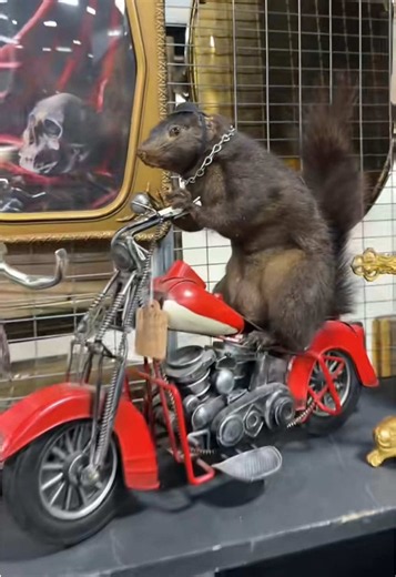 Taxidermy & Oddities at Old Gold Antiques: Everything Is Fine