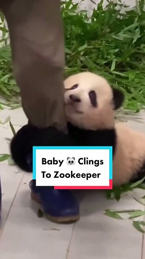 Baby Panda Clings to Zookeeper