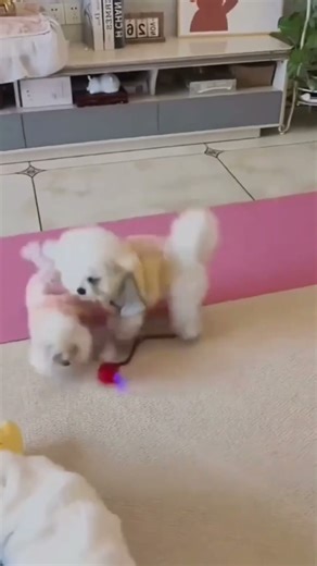 Smart LED Cat Toy Ball Endless Fun for Cats!#CuteCat#FunnyCats#CatLovers