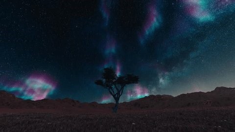 clip-3995663499-lone-tree-desert-beneath-aurora-borealis