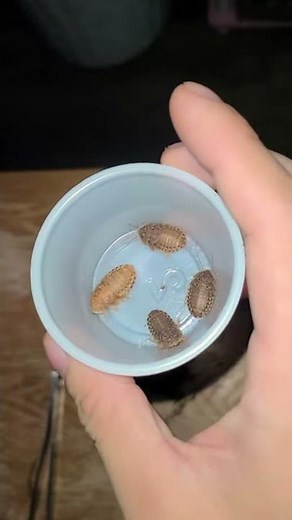 HOW TO FEED A PACMAN FROG #Shorts