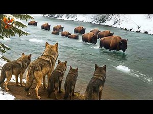 WILD NORTH AMERICA – A Brutal Migration Journey Across a Blood-Stained Territory| Animal documentary