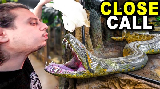 What went wrong during a high-risk anaconda feeding
