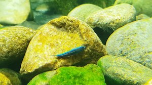 Wonderful freshwater Neon Goby (Stiphodon semoni) at the Aquatis Aquarium-Vivarium Lausanne #oliverknott #ok_aqua #Aquarebell #aquatis #neongoby #stiphodon | Oliver Knott