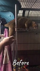 8.4K views · 297 reactions | Before & After - this Kinkajou had...