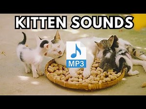 Lost Kitten Sounds | Calling for Its Mother