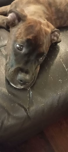 Puppy blinking contest who will win?