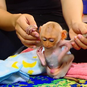 1.4K views · 56 reactions | Lovely Alien Cute baby Monkey and Mom happy to care him without tired everyday_32.mp4 | Monkey Family | Facebook