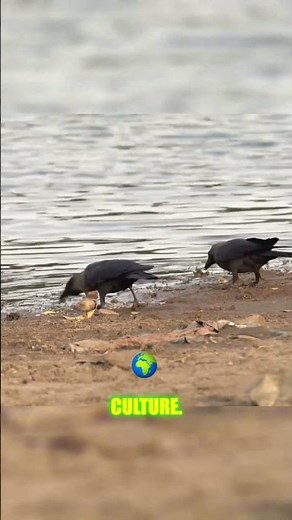 Crows Are Smarter Than You Think