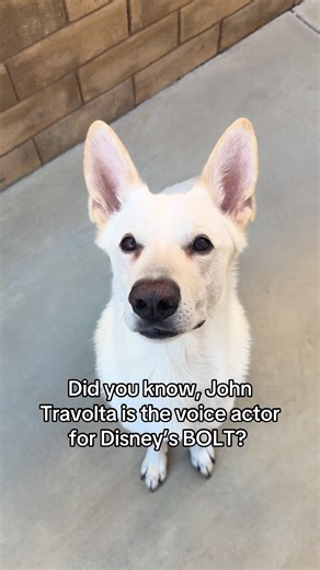 Celebrating John Travolta's Birthday with Disney's BOLT