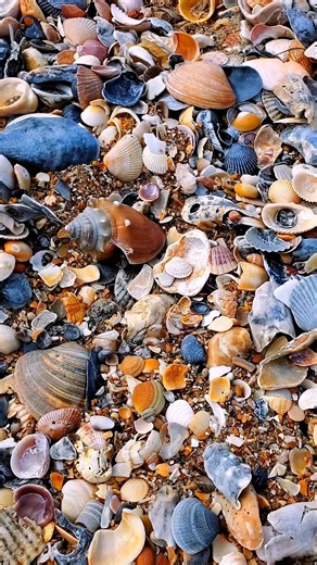 Double tap if you love seashells! 💙 . This is a Florida Fighting Conch. This species is more commonly found in Florida, however, I have occasionally come across them in North Carolina! . This is because the Outer Banks is where the Labrador currents and the Gulf Stream meets. You can find shells from both places here! It's more rare to find the shells from the Gulf because they have to travel further, but it can be done! . Fighting conchs will reside in NC waters, but prefer the warmth of the G