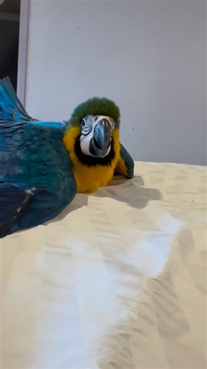 23K views · 1K reactions | Baby Phoenix ❤️❤️❤️ #macaw #pet #bird | Macaws Australia | Facebook
