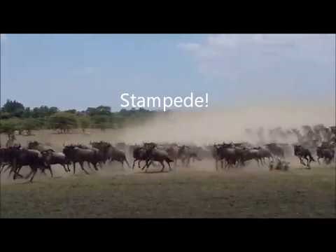 Stampede! Wildebeest run from lions in the Maasai Mara