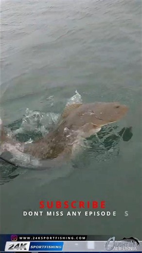 When You See How Big The Summer Halibut Are