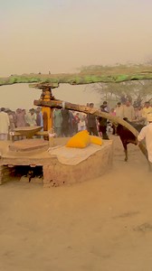 14K views · 139 reactions | Night Two Powered Bulls Operating On Flour Mill Machine #trendingnow #shorts #trending #reels #reelschallenge | Tasawar Hussain | Facebook