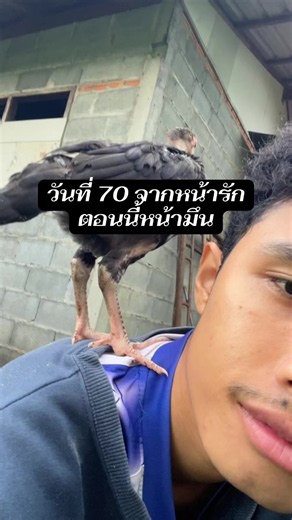 วันที่ 70 เลี้ยงไก่ 100 วัน #เกษตรกร #ไก่ #ลูกเจี๊ยบ #สัตว์เลี้ยงtiktok #สัตว์โลกน่ารัก