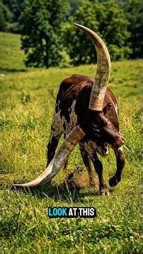 These Horns Look Painful... They Aren't 😨 #shorts" #longhorns #wildlife