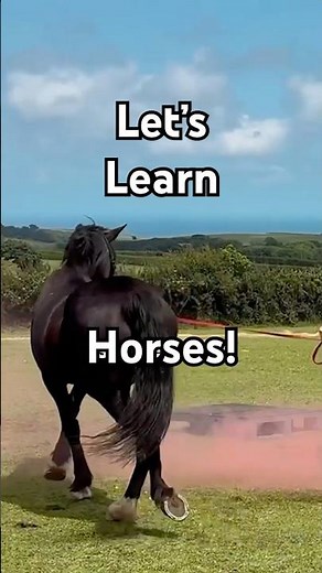 Horse Care For Complete Beginners - What You Actually Need To Know