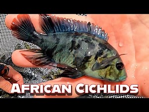 Disaster Averted: Fish Shipped to the Wrong Airport! Showing off some new cichlids!