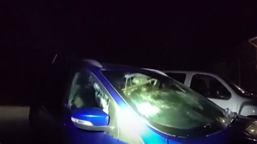 Besitzer reagiert per Fernsteuerung - Im Auto eingesperrter Bär hupt um Hilfe