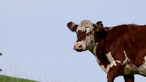 Hereford Cattle Grazing On New Zealand Stock Footage SBV-352451945 - Storyblocks