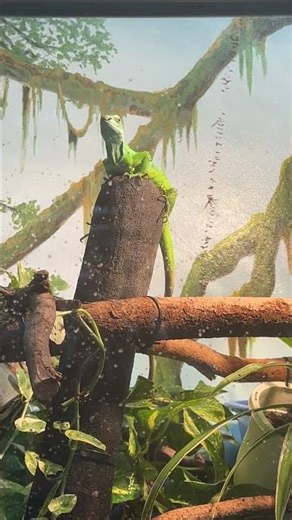 Lau Banded Iguana (Lizard) - native of Fiji. Vividly coloured arboreal lizard At the Toronto Zoo