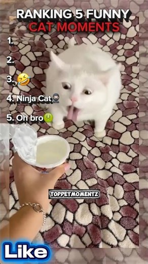 🤣Ranking TOP 5 Funny Cat moments!!
